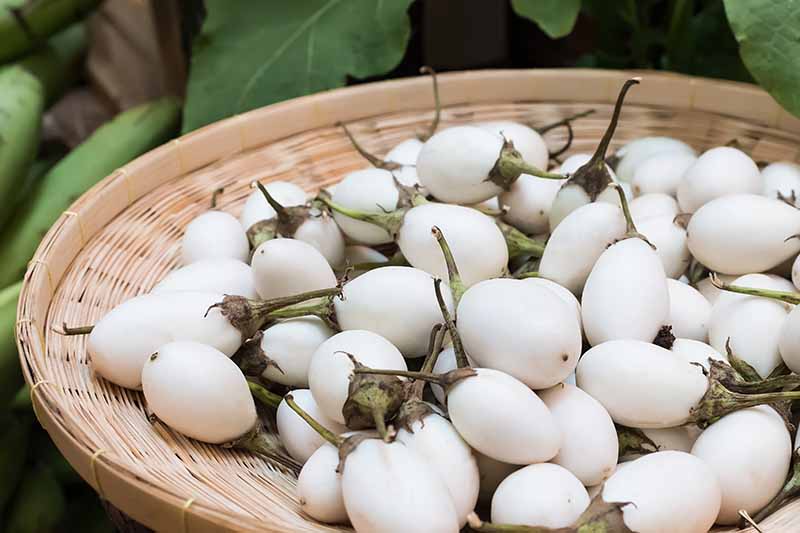 White eggplants